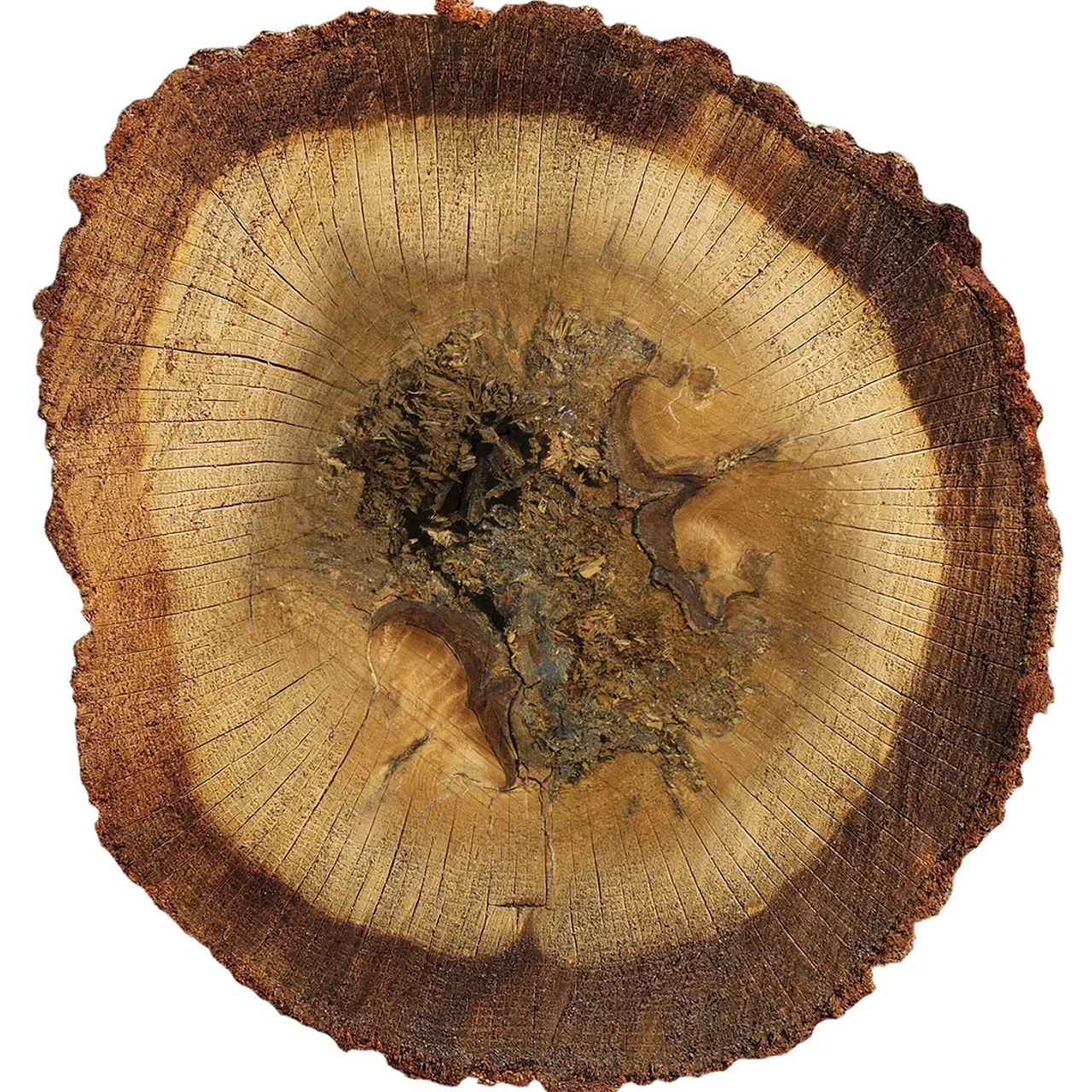 نت چوب عود (Oud / Agarwood) در عطرسازی چیست؟ + بهترین عطرها